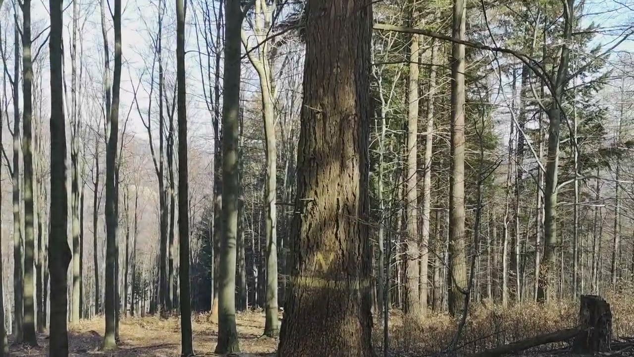 Olbrzymia Daglezja zielona (Pseudotsuga menziesii) - drzewostan nasienny
