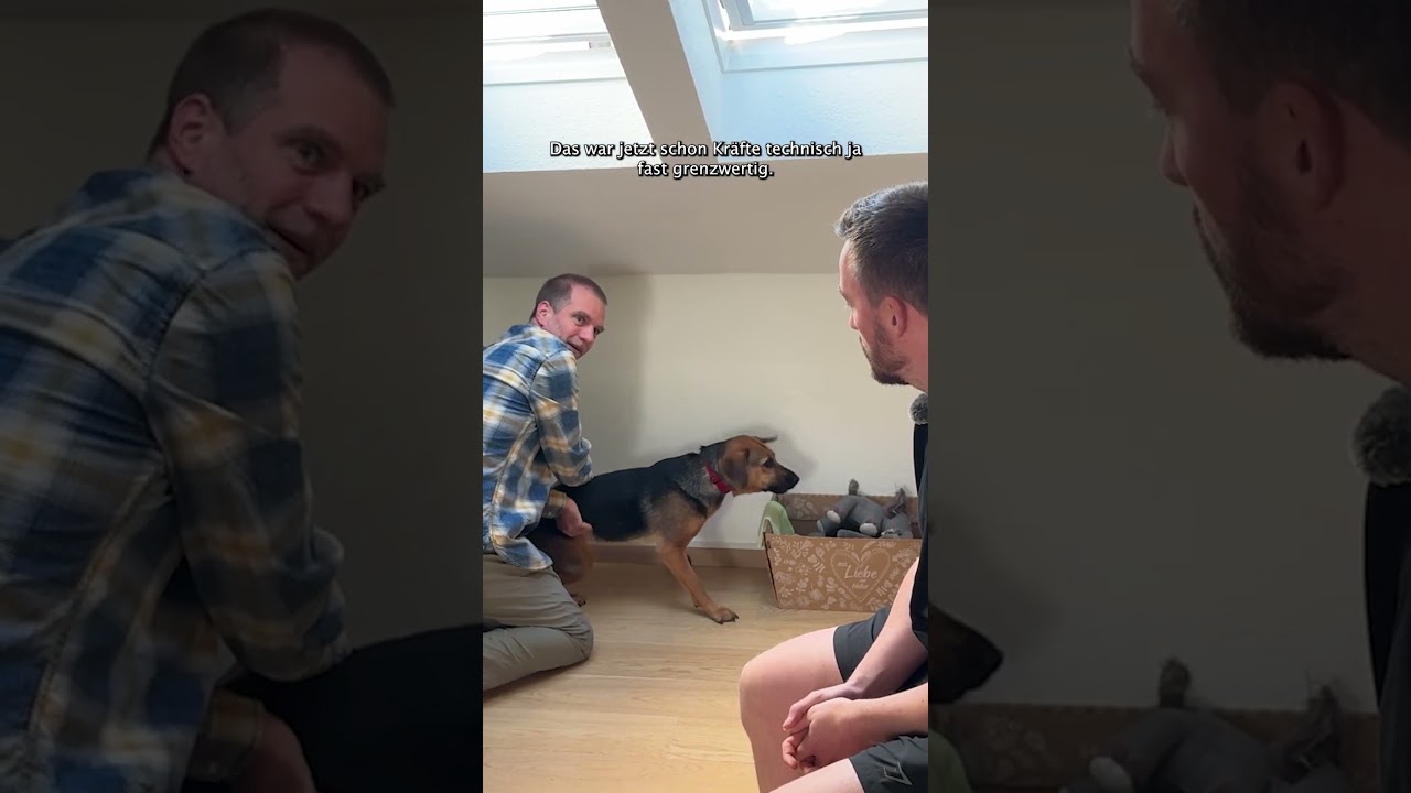 Hund schnappt nach seinen Haltern? Dann ist ein Maulkorb N&ouml;tig!