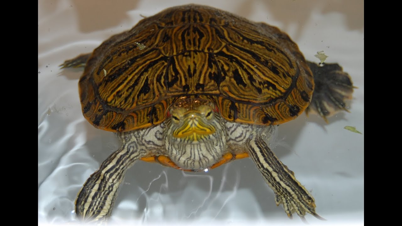 How to get your turtle to eat. What to do if he refuses food.