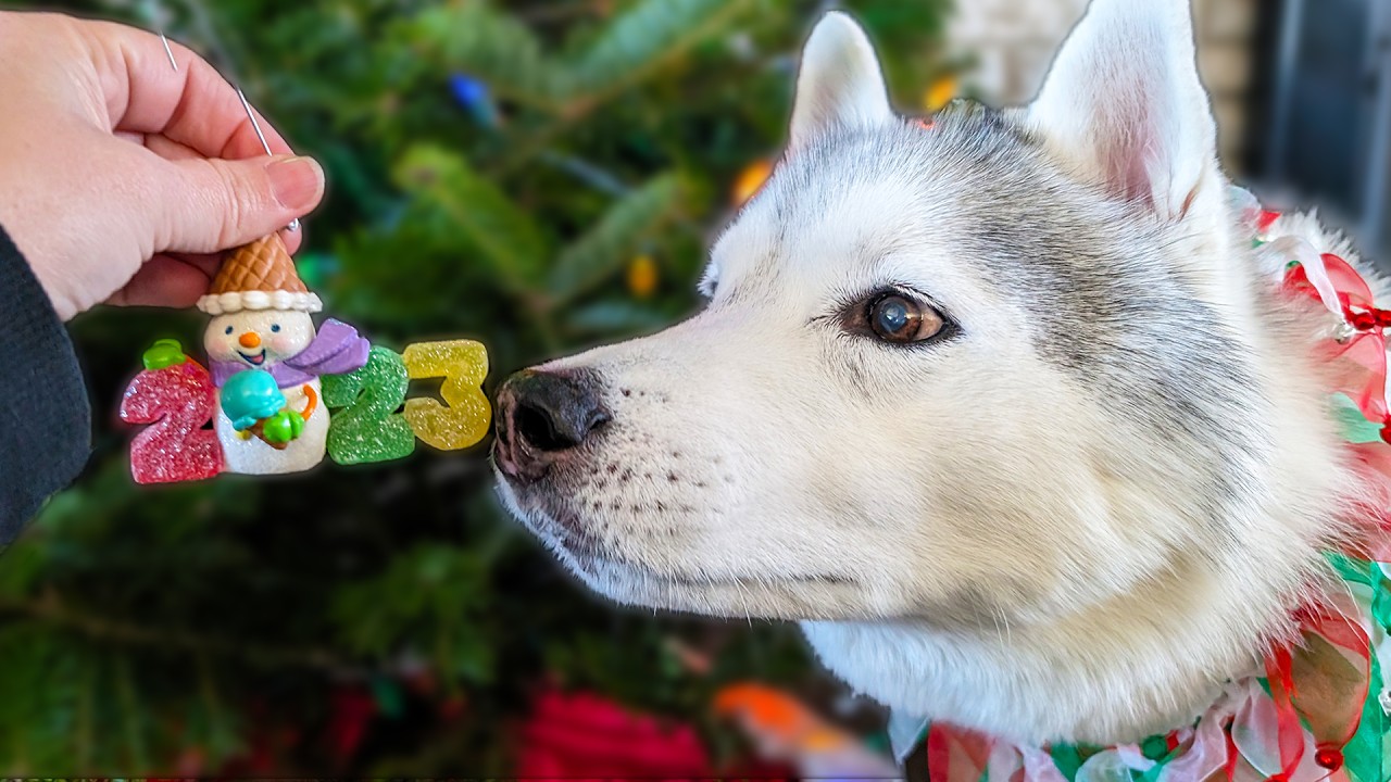 Посмотрите, как мои собаки помогают украшать рождественскую елку 🎄 в 2023 году!