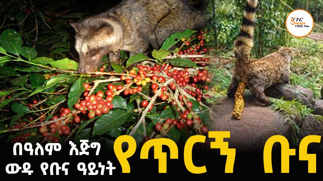 በዓለም እጅግ ውዱ የቡና ዓይነት የጥርኝ ቡና በኢትዮጵያ