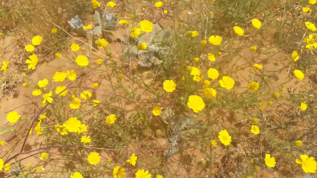 المراعي المتوفرة الان في الجبال روعة