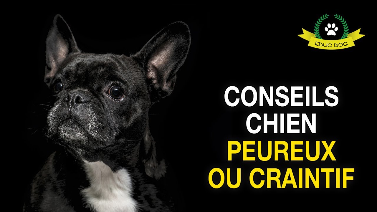 MON CHIEN A PEUR DE TOUT COMMENT FAIRE ????