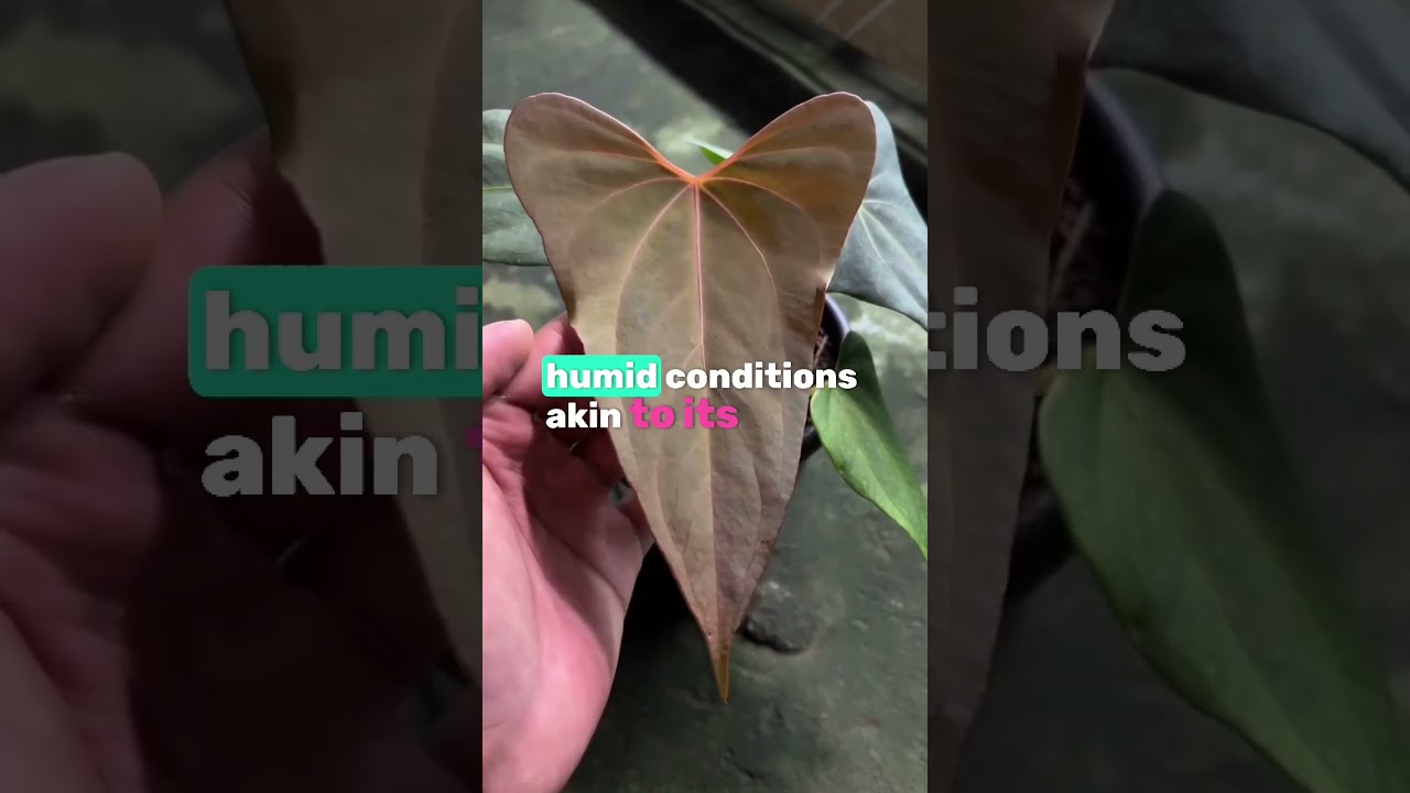 Anthurium Papillilaminum and How to Take Care of it #anthurium #Papillilaminum #anthuriumcare