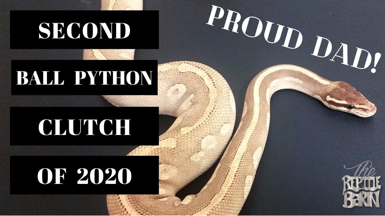 2nd Ball Python Clutch of 2020 | Mystic Potions & BELs