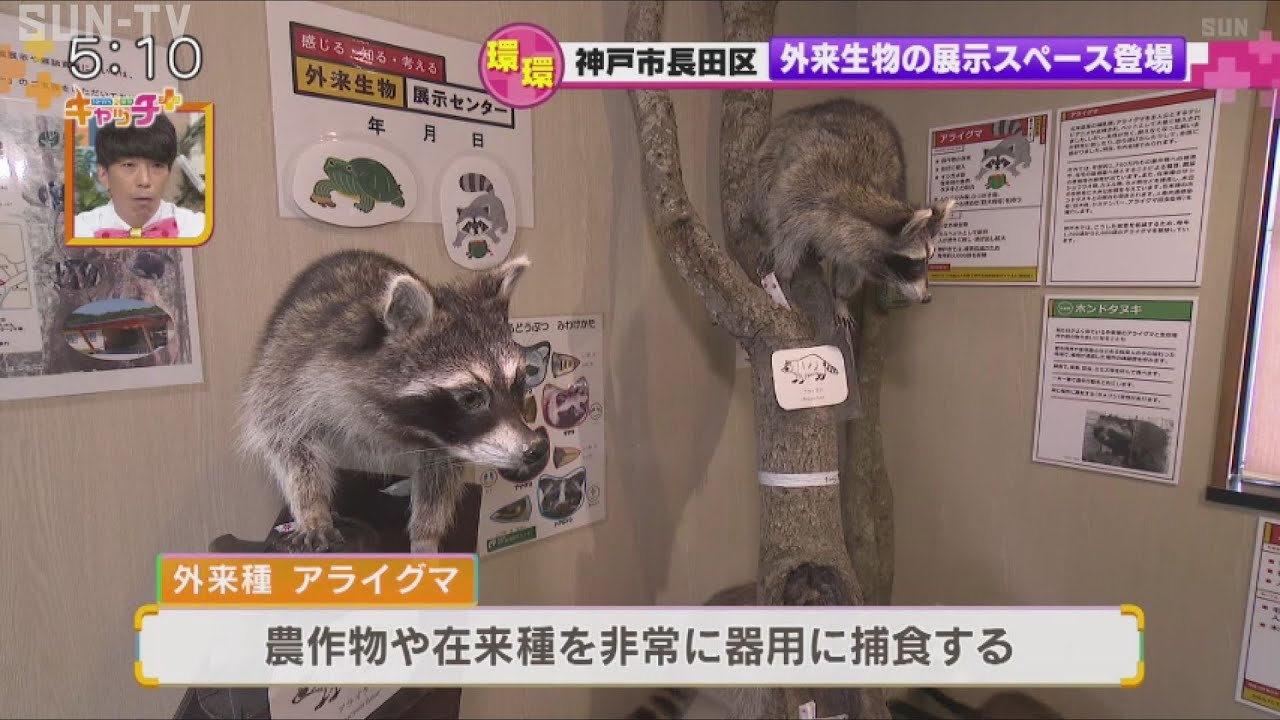 身近な外来生物を学べるニュースポット