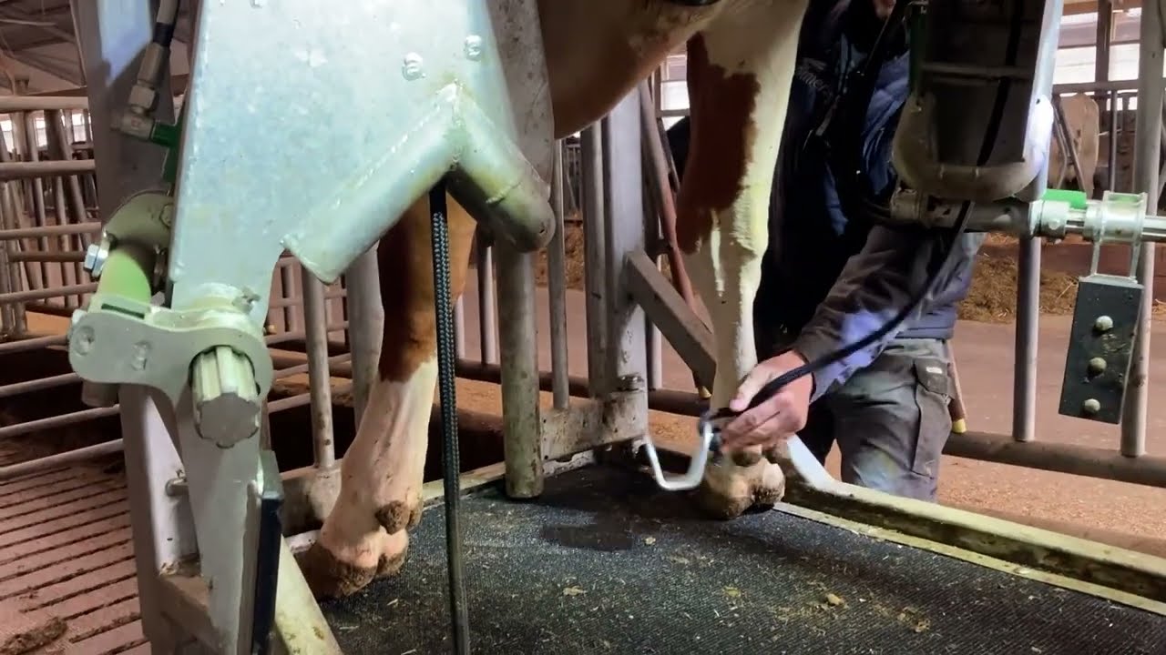 Pootbeugels beinhalterung Klauenpflegestand