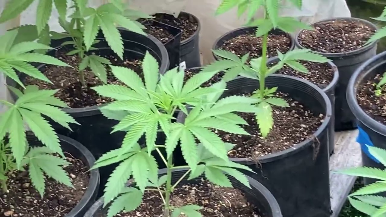 2023 Grow Season 30 PLANTS OUTSIDE BLACK TRIANGLE #garden