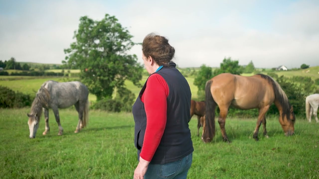 Rambling with the Irish Rare Breeds: The Irish Draught