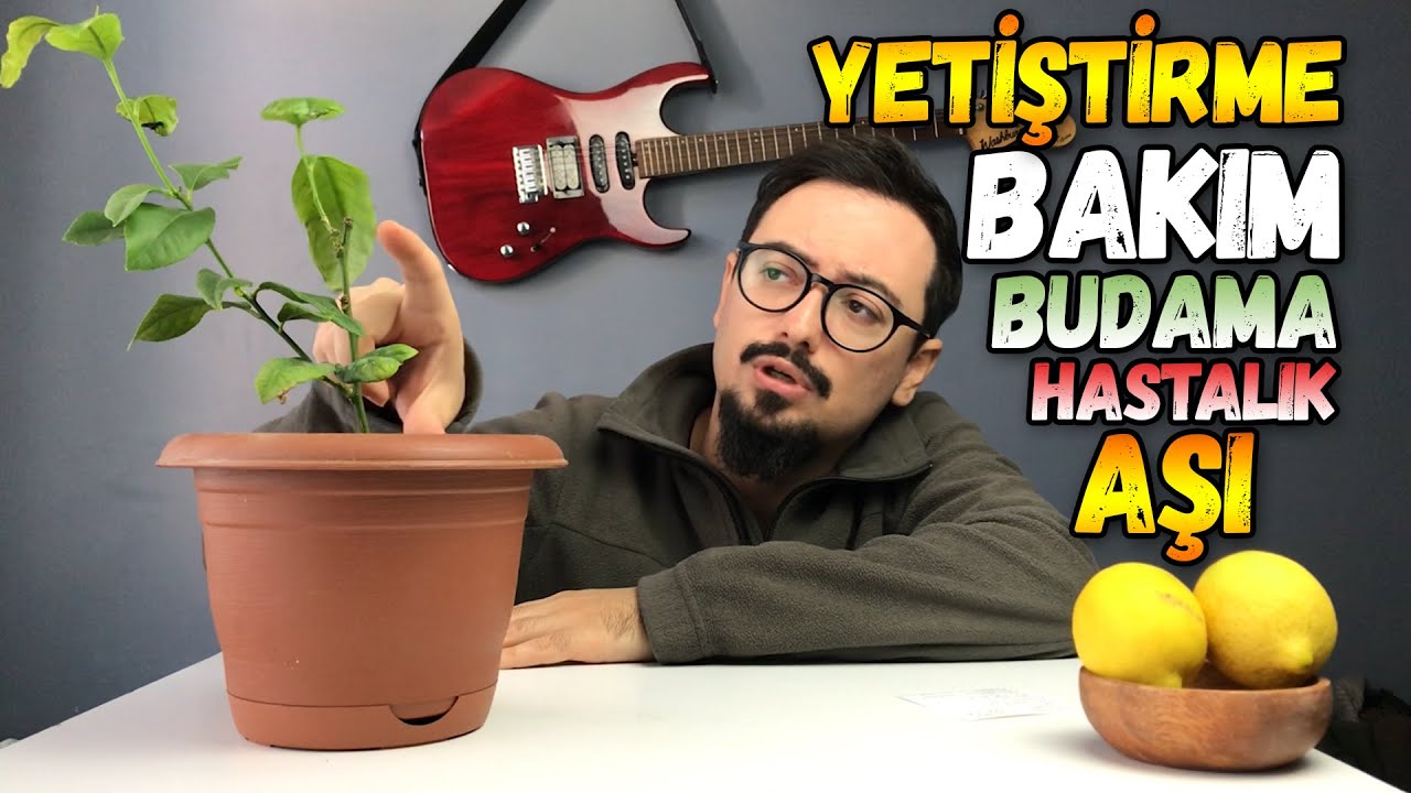 Limon Ağacı Bakımı Aşılama Budama Hastalıklar