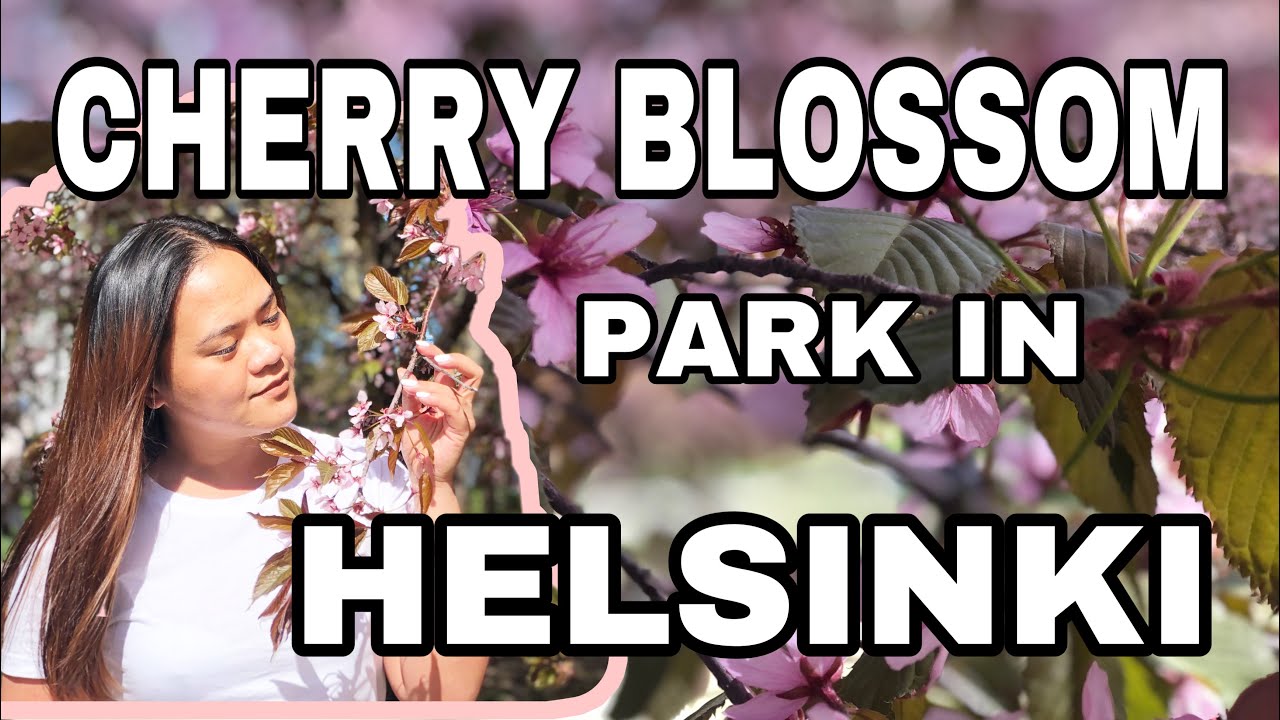 CHERRY BLOSSOM | HELSINKI SAKURA FESTIVAL | Chellespike Vlog