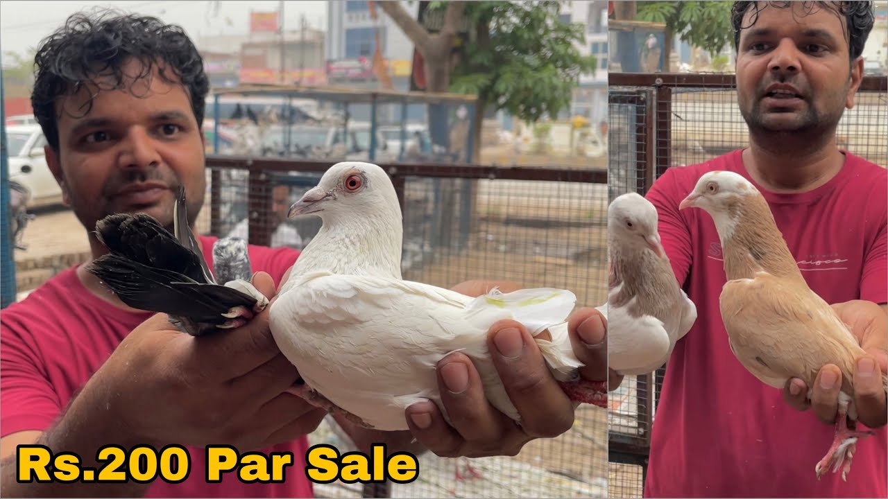 Shazad loni kabutar shop kabootar market loni sehzad pet shop Delhi white pigeons