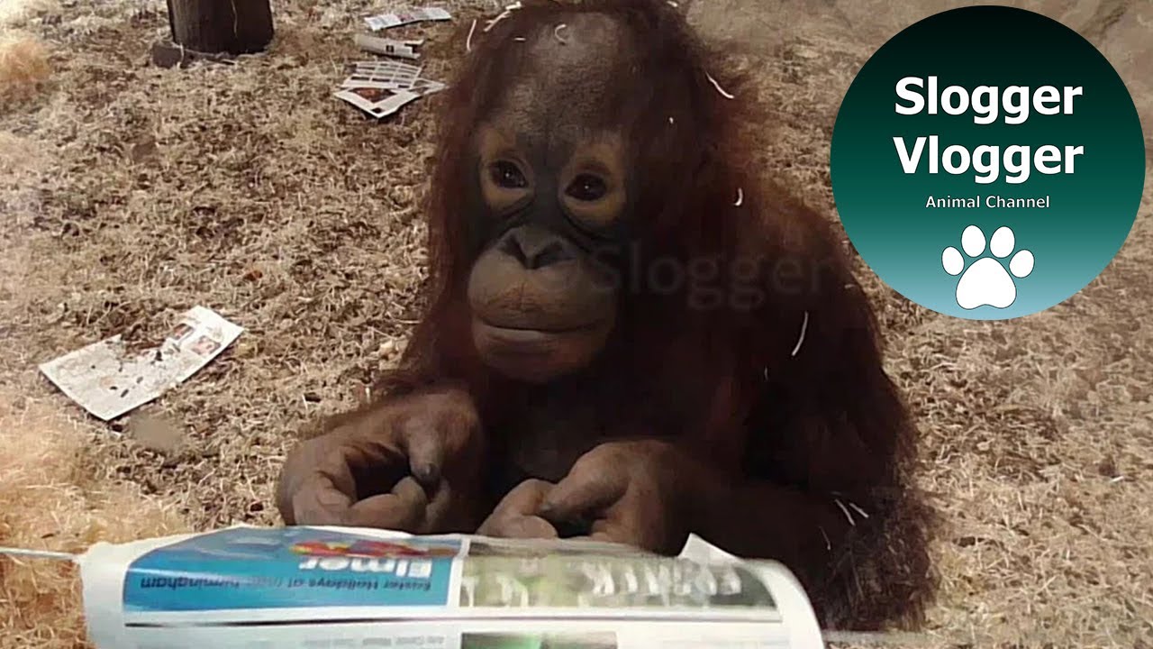 Clever Orangutan Youngster Finds Way To Avoid Zoo's Electric Fence