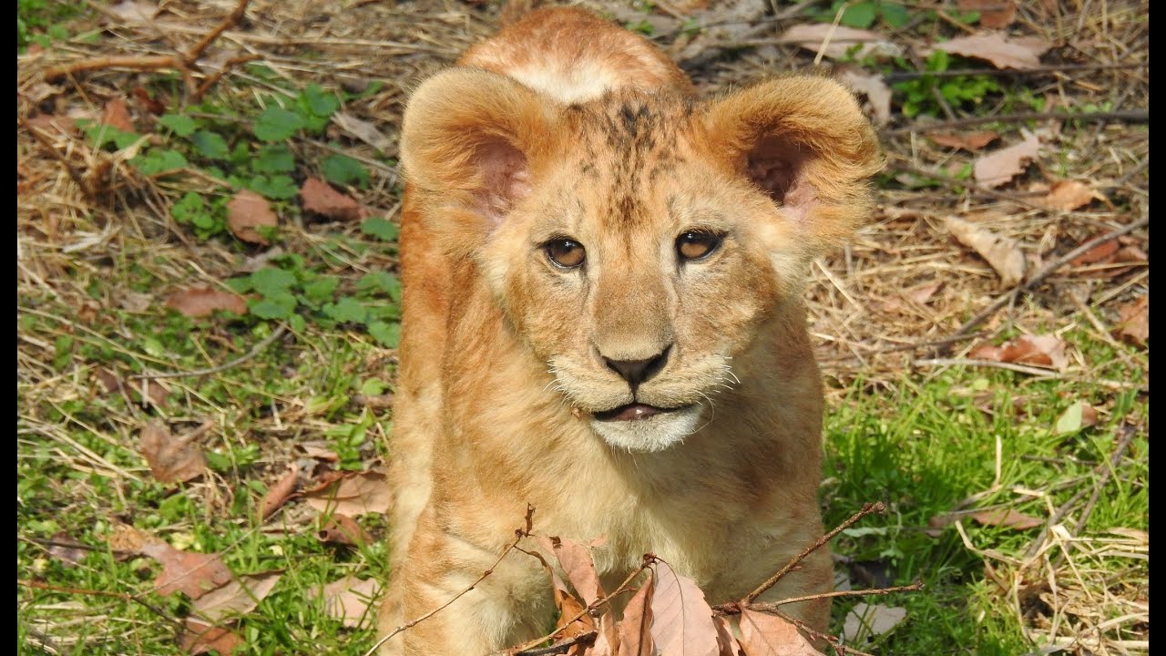 ライオンの赤ちゃん (広島市安佐動物公園) / Lion cubs (ASAZOO in Hiroshima)