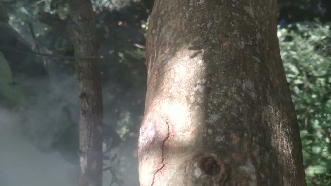 Trở lại cây me huyền thoại bắt tổ ong mật rừng nguy hiểm 