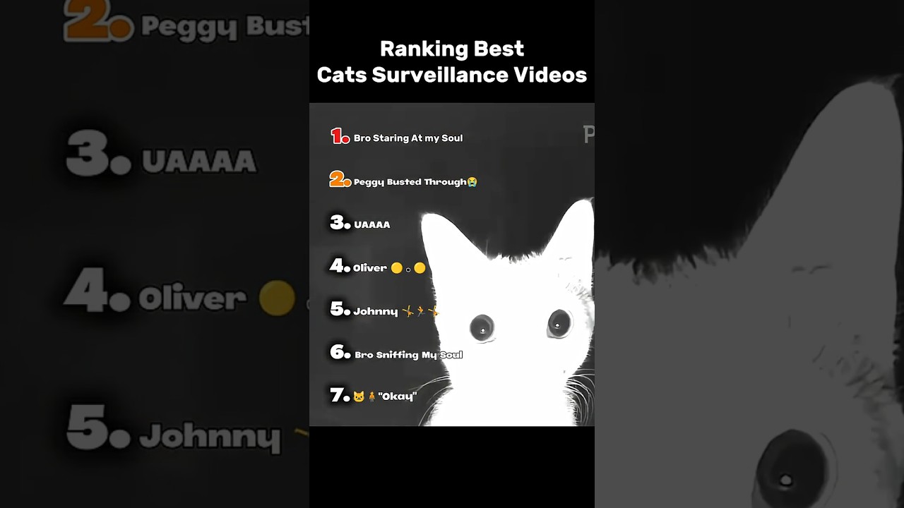 Ranking Best Cats Surveillance Videos