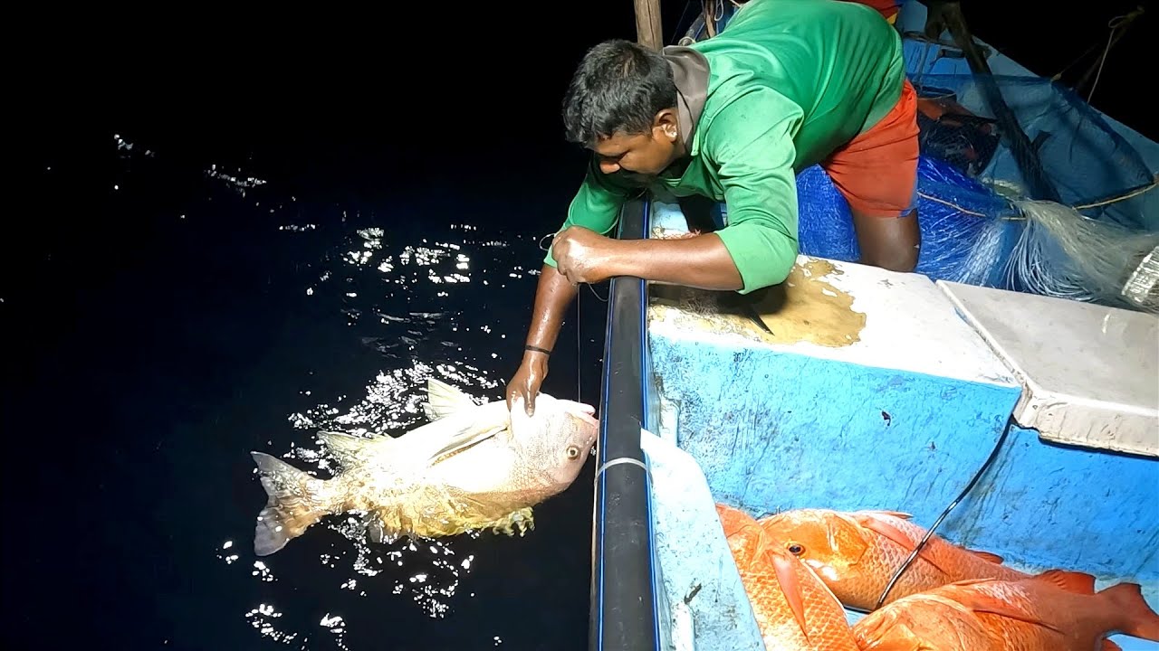 Catching Mangrove Jack, Blubber Lip Snapper & Eel Fish in Deep Sea
