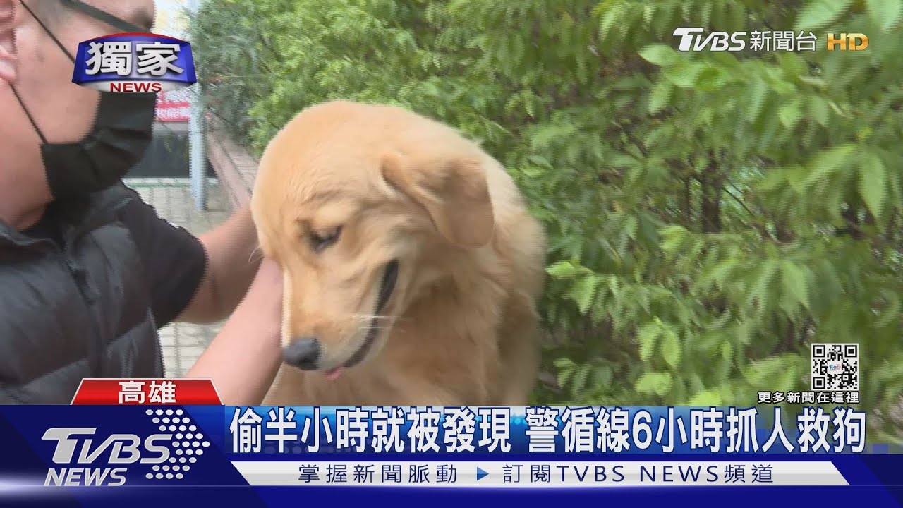 #獨家 花2天混熟!「騙」走身價30萬黃金獵犬 警6小時逮人｜TVBS新聞