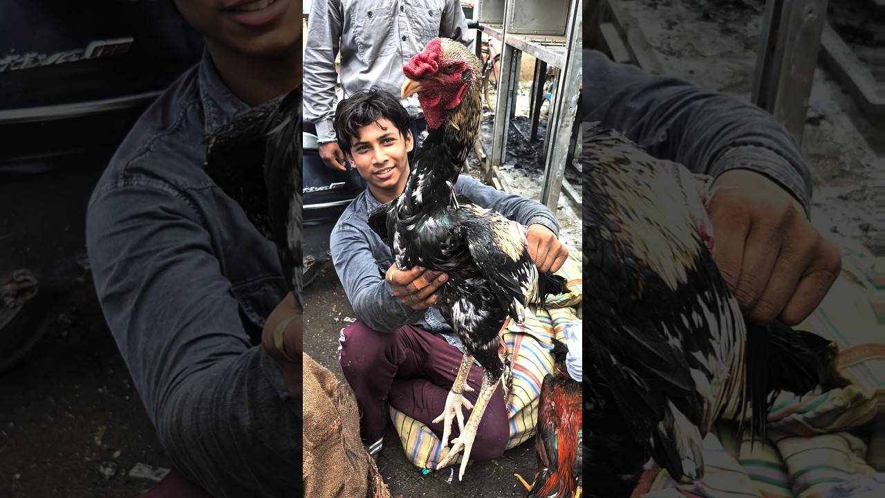 Java aseel | jama masjid aseel murga market delhi 🔥