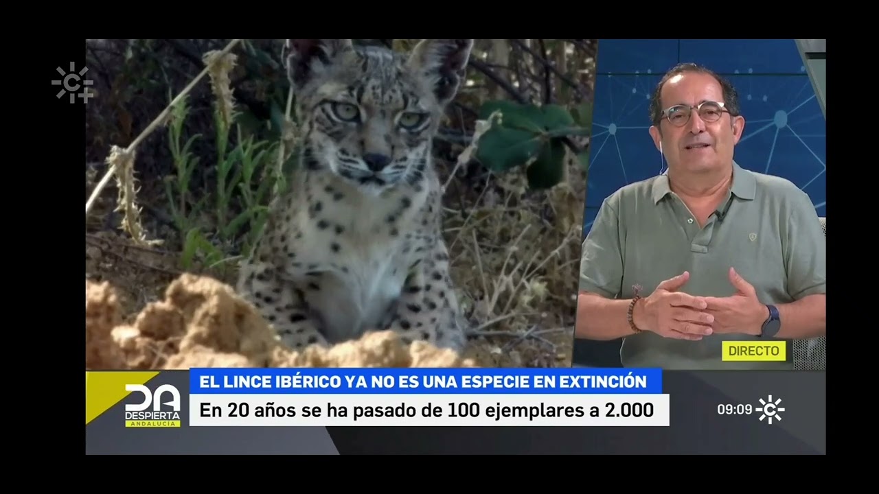 ¿Cómo hemos conseguido que el lince ibérico ya no sea una especie en peligro de extinción?