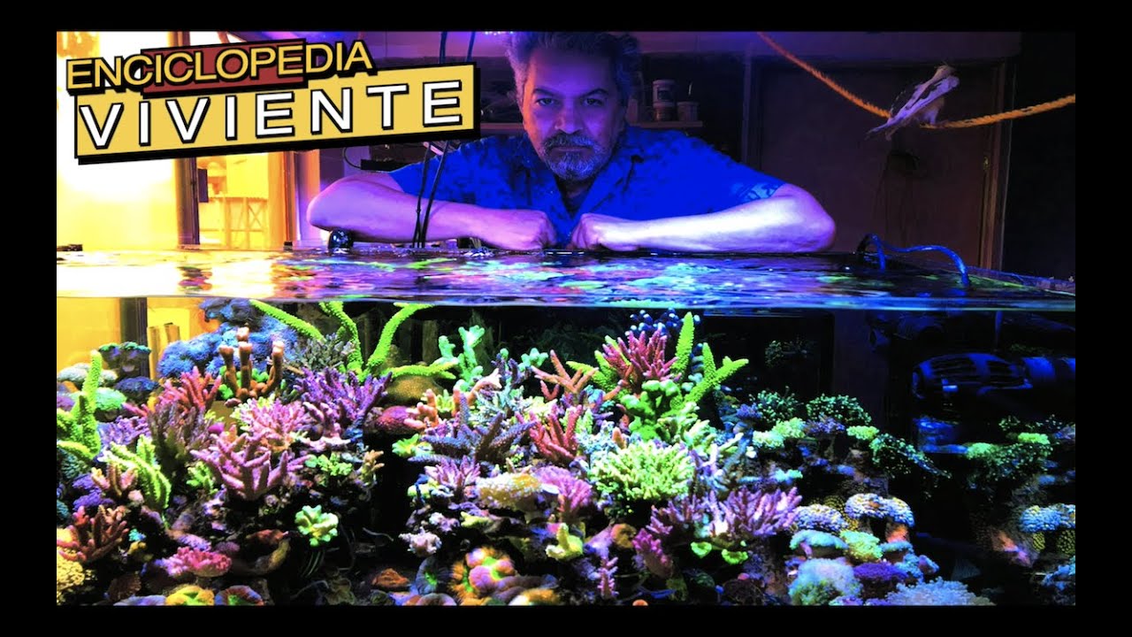 EL DIOS DE LOS CORALES||||||