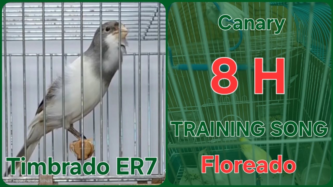 Floreado 🌸 - Canary Training Song - 8 h  - Timbrado Español clásico 21-116 _ White Gray Canary