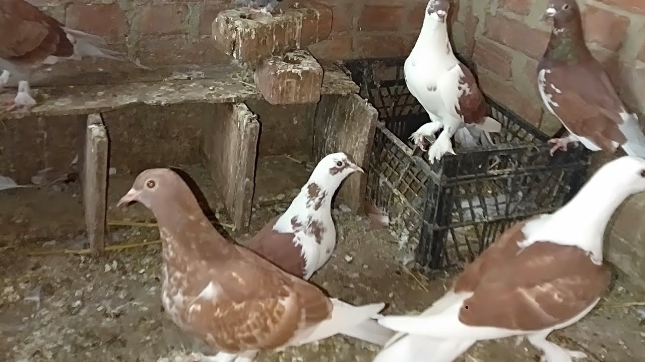 روتين الطيور علي السطح تعالوا شوفوا اجمل حمام الحمام البلدي وجمع بيض الفراخ البلدي