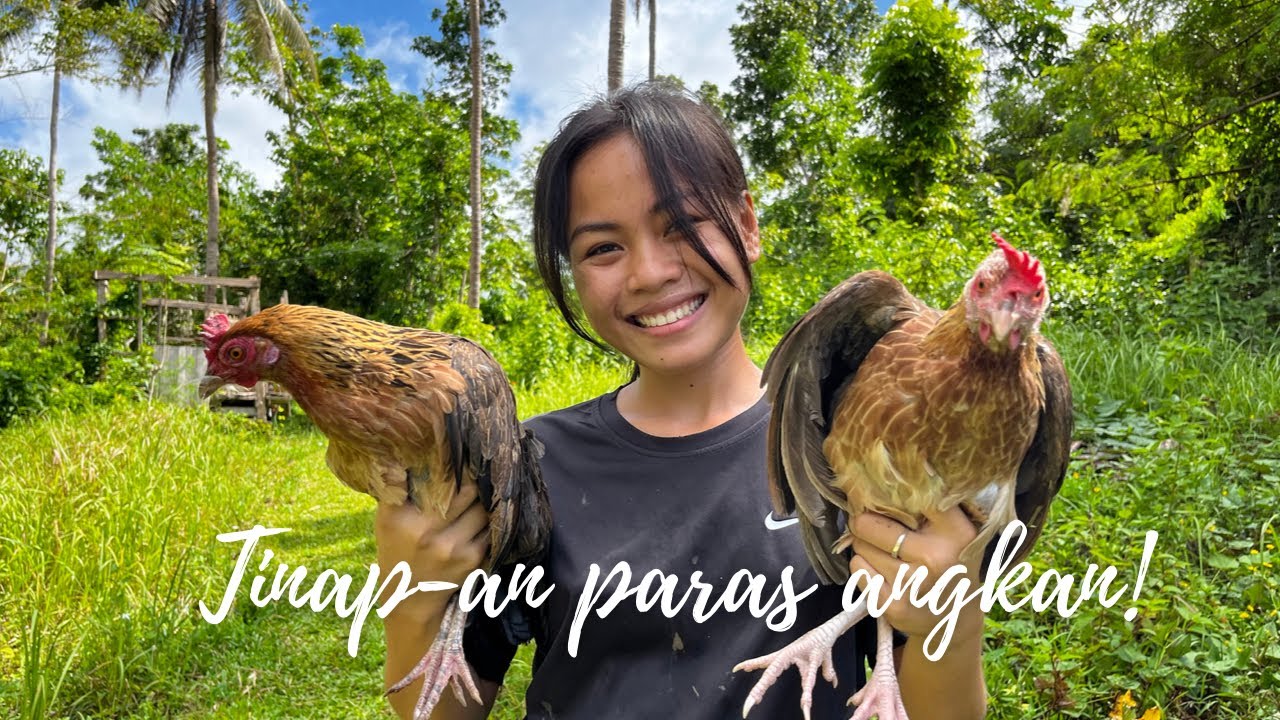 Native Chicken for Lunch, Filling the stomach who just gave birth 