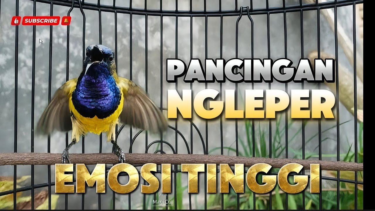 Emosi tinggi‼️ pancingan sogon cepat ngleper paling ampuh #sogonngleper #pancingansogon 