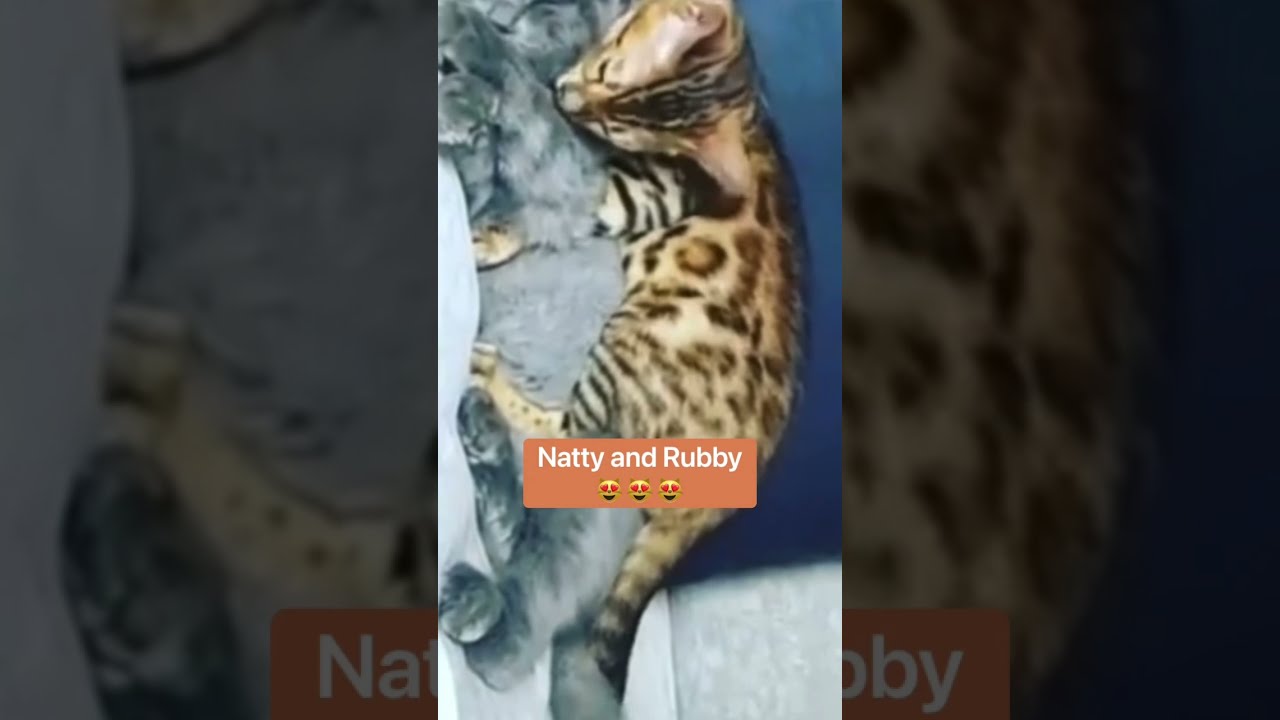 Baby Bengal Cat vs NOW 😻 sharing love 