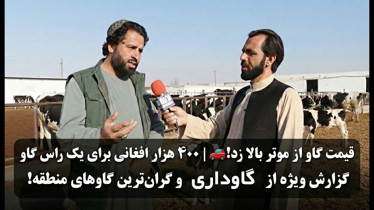 قیمت گاو از موتر بالا زد! 🚗💨 | ۴۰۰ هزار افغانی برای یک راس گاو
