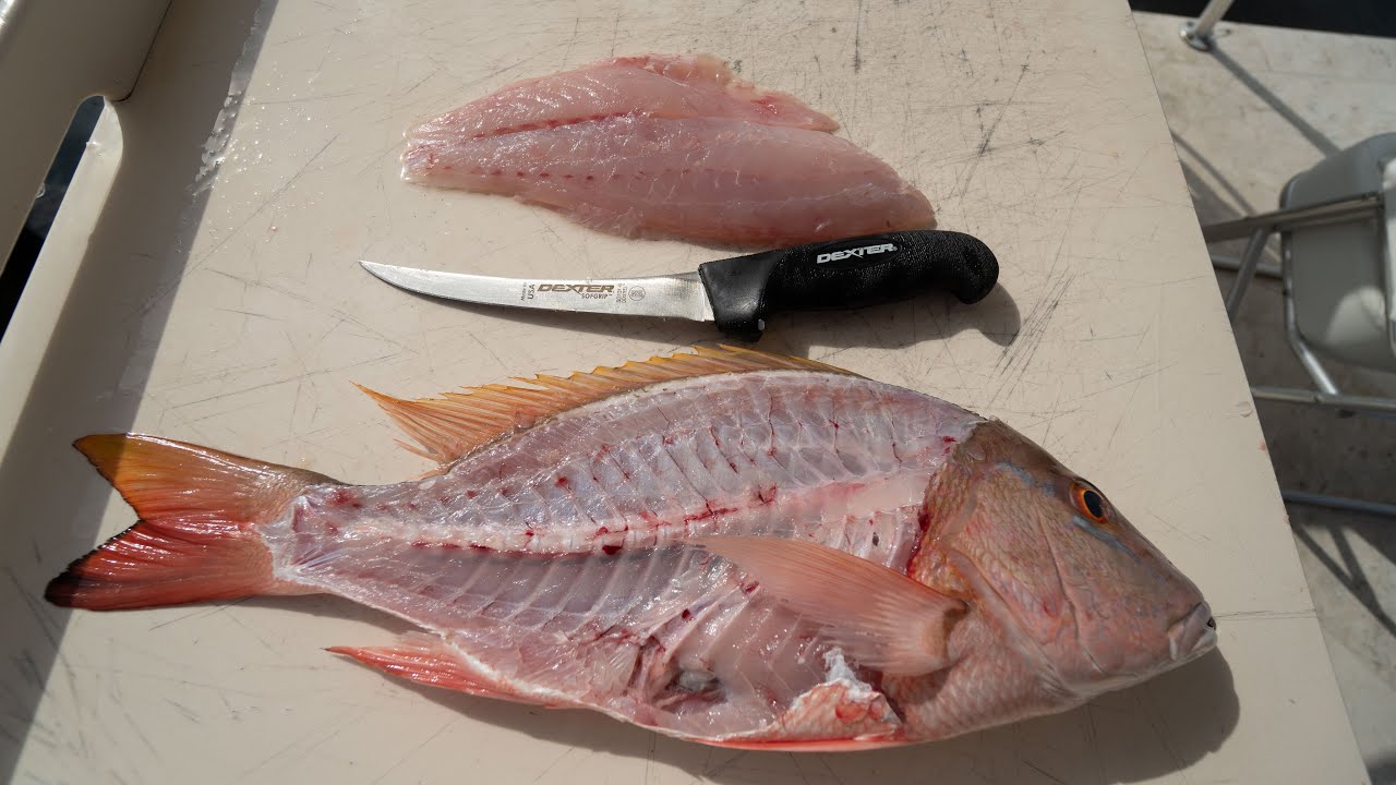 BEST Way To Fillet Mutton Snapper