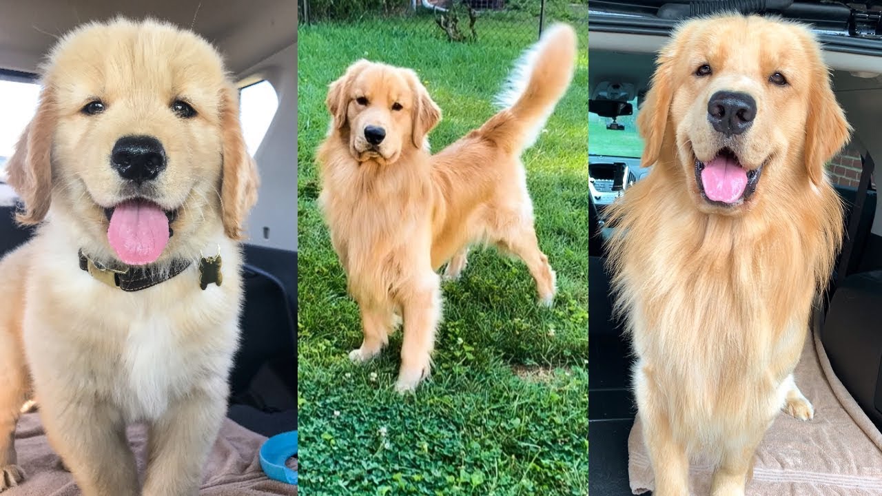 Daily Life With a Golden Retriever | Compilation 2