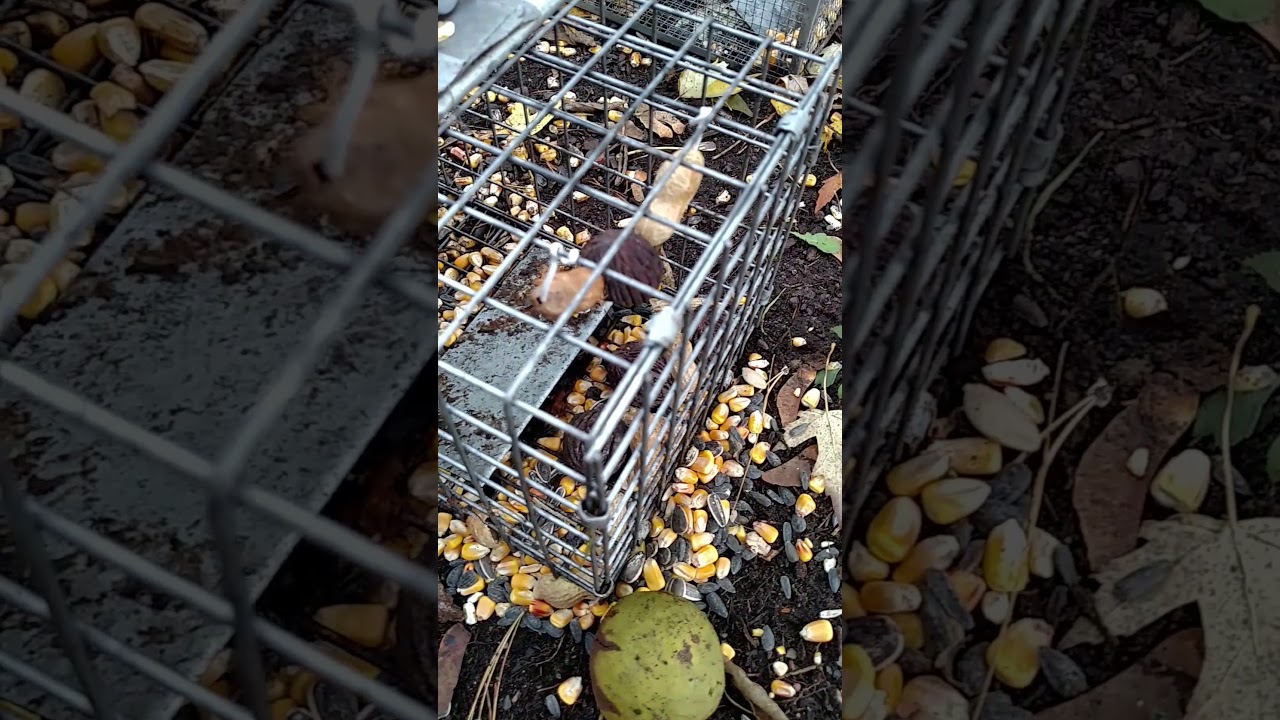 Atomic Barbie versus Squirrelinator vs Havahart rodent trap review