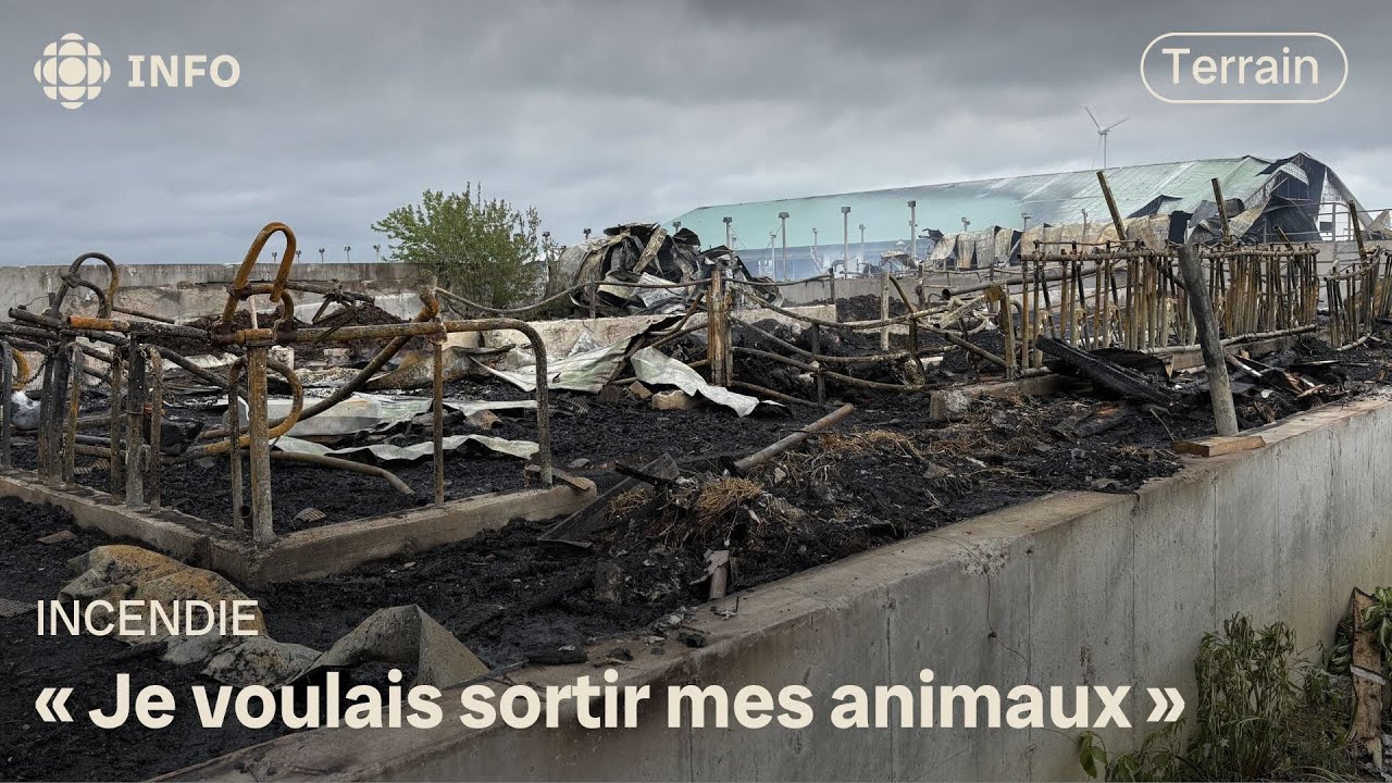 300 vaches périssent dans un incendie