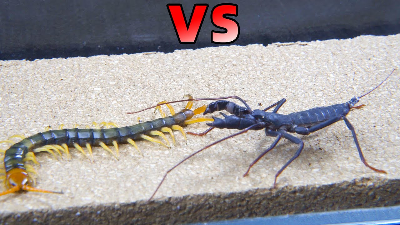 Сороконожка VS хлыст скорпиона, Кто сильнее?