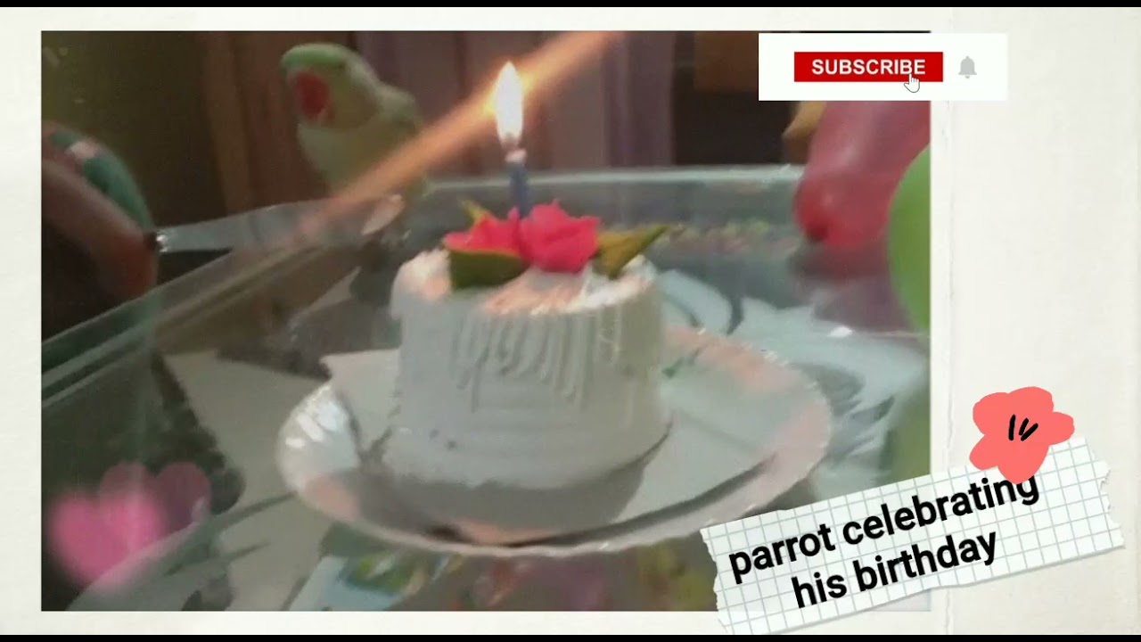 cute Parrot celebrating his birthday 🦜😍#cute #cutie #cutecreature #cutebird #bird #shorts