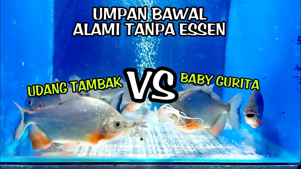 Tes umpan bawal tanpa essen, dengan media gurita vs udang tambak