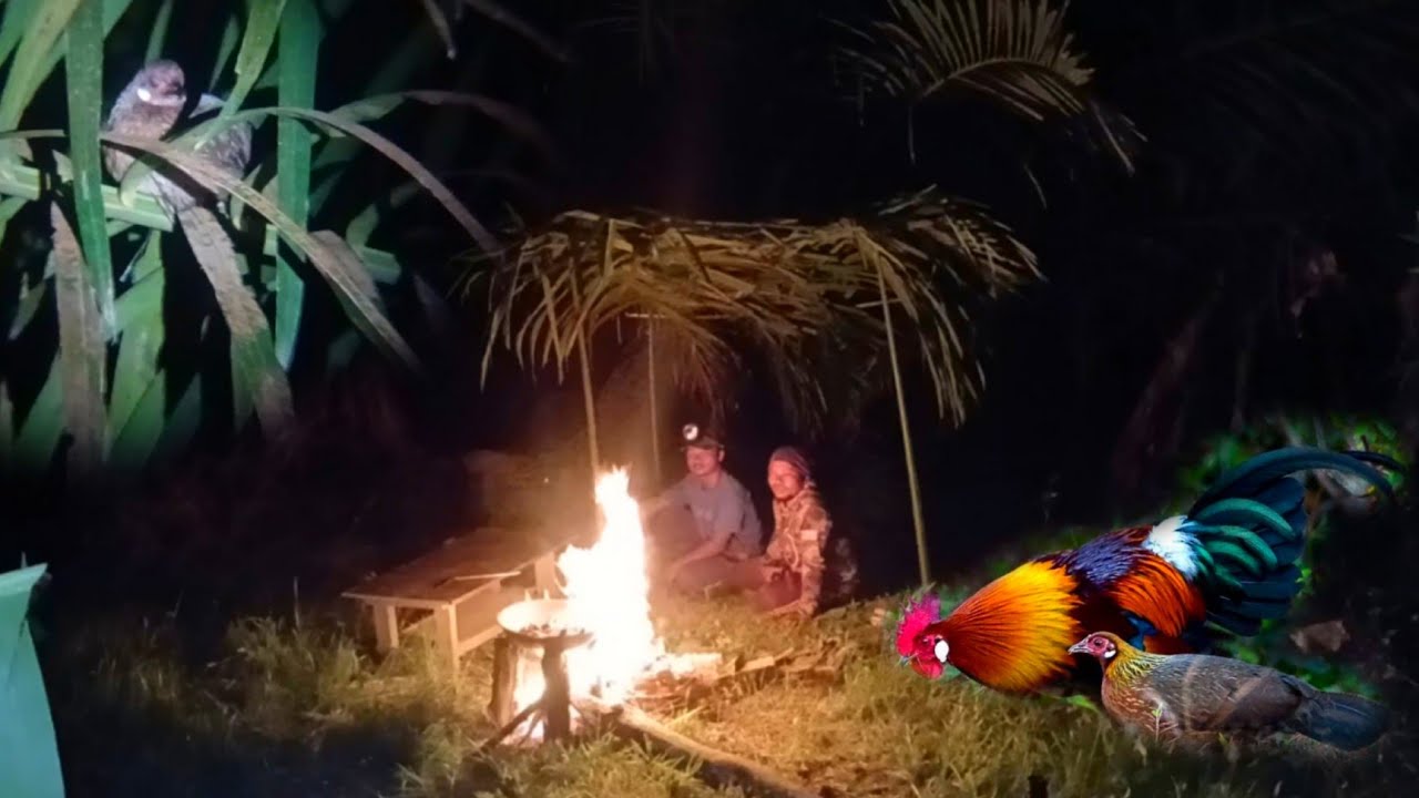 SURVIVAL MALAM HARI DI KEBUN SAWIT‼️BERBURU AYAM HUTAN ,BIKIN SHELTER DAN MASAK DI TEMPAT