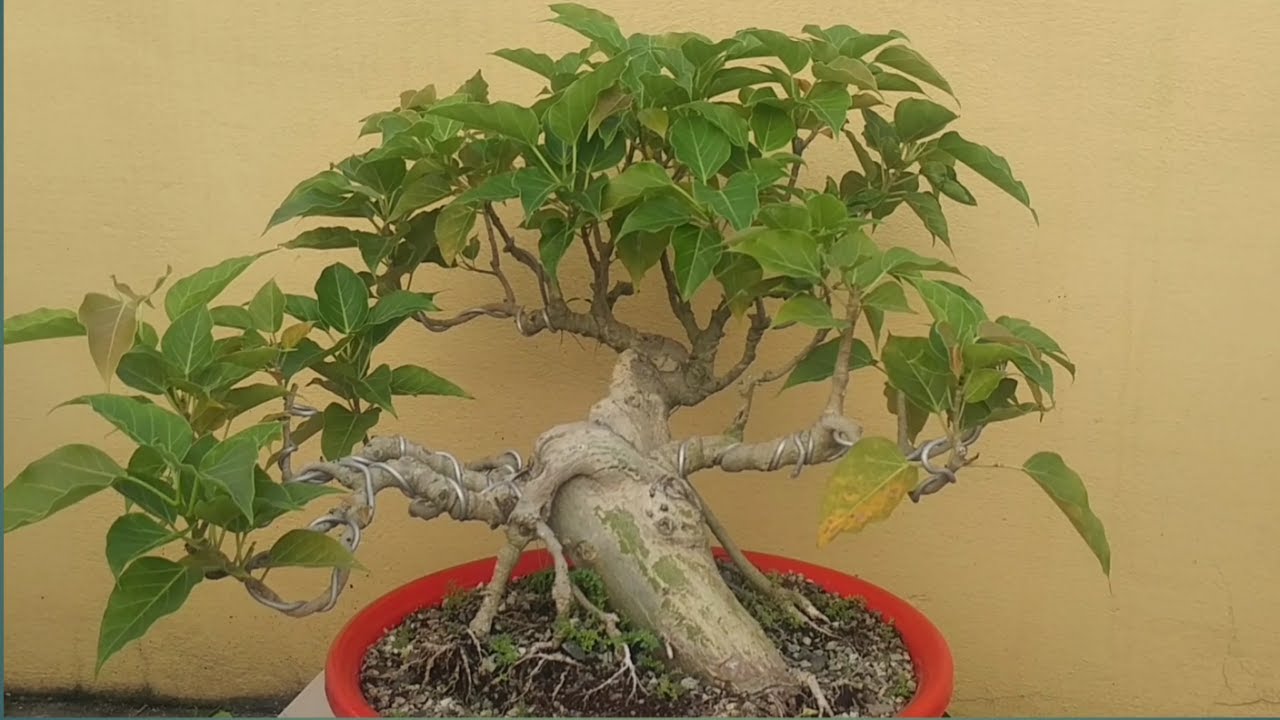 wounderful bonsai-free make Bonsai-Bonsai from cutting-Ficus Rumphii bonsai.