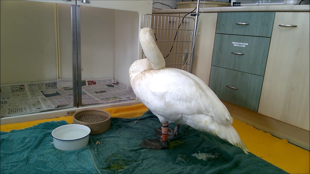George's story - A tale of survival against the odds.