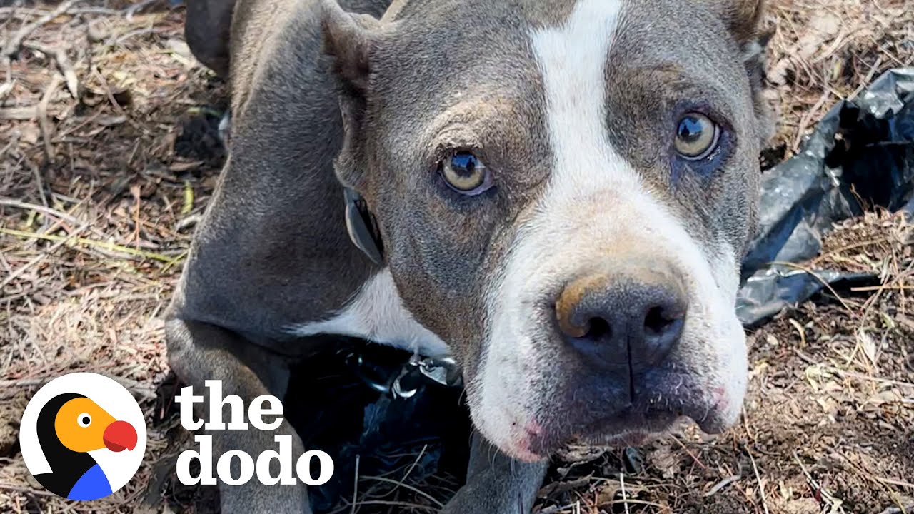 Брошенная Питти отправляется в глэмпинг со своей новой семьёй | The Dodo Pittie Nation