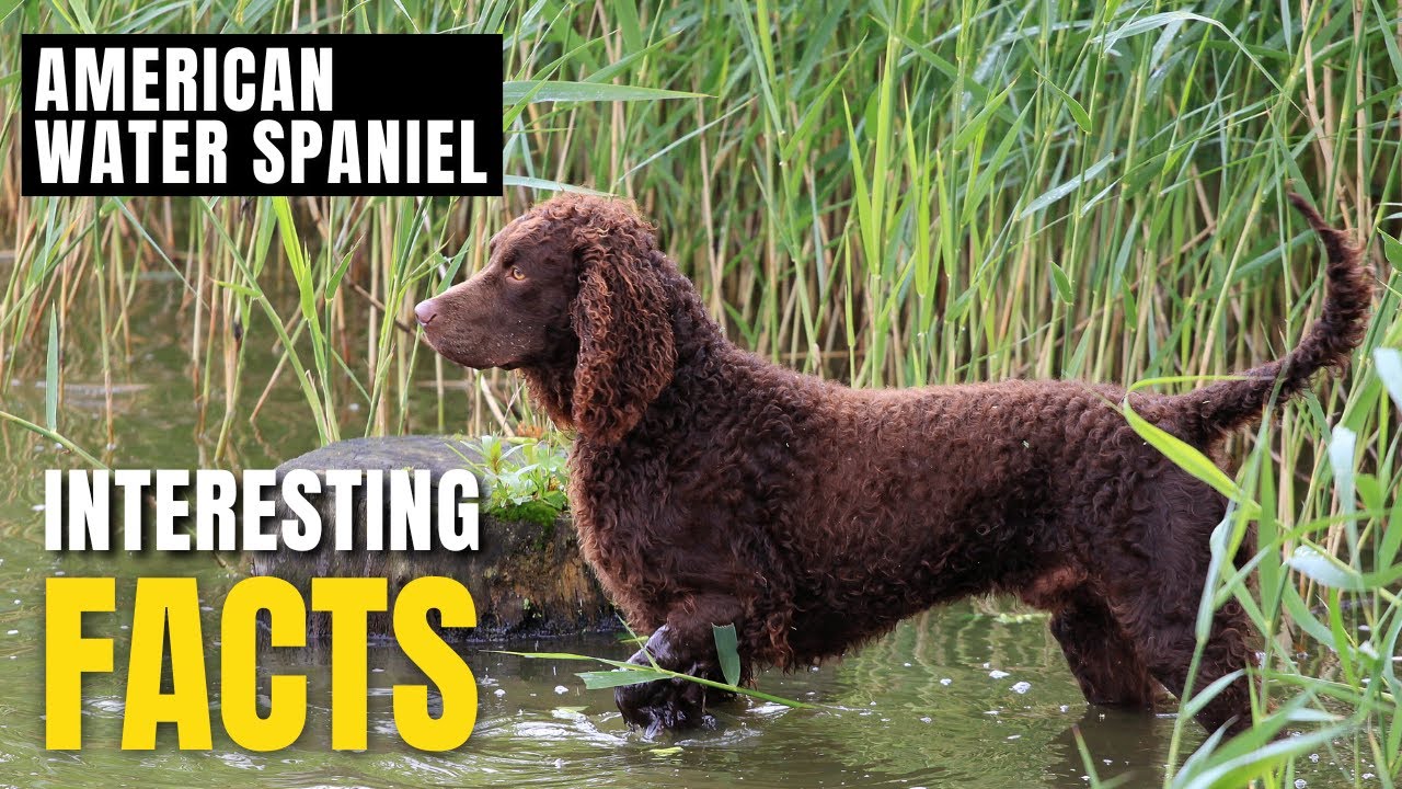Amazing facts of American Water Spaniel | Interesting Facts | The Beast World