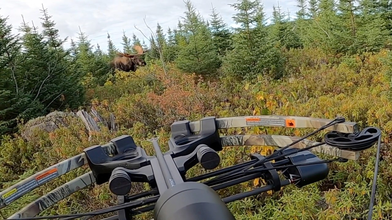 Raw Moose Hunt  No Annoying Music, No Editing - Chasse Orignal Qu&eacute;bec  Sans musique et sans montage
