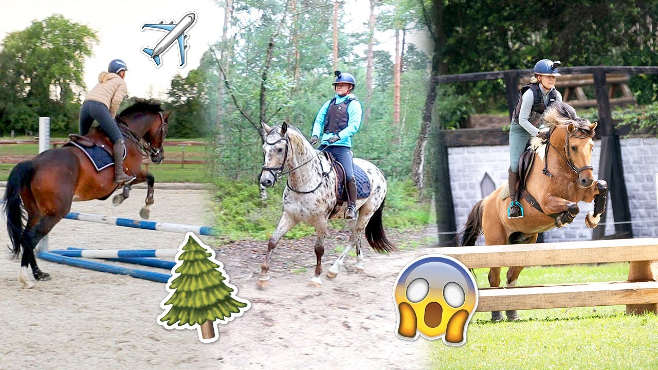 SPRINGLES met Arena, BOSRIT met Olympus & OEFENCROSS met Marley! | felinehoi WEEKVLOG 273/2