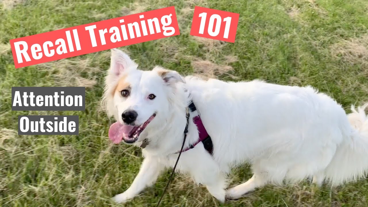 Recall Training 101-Giving Attention Outside