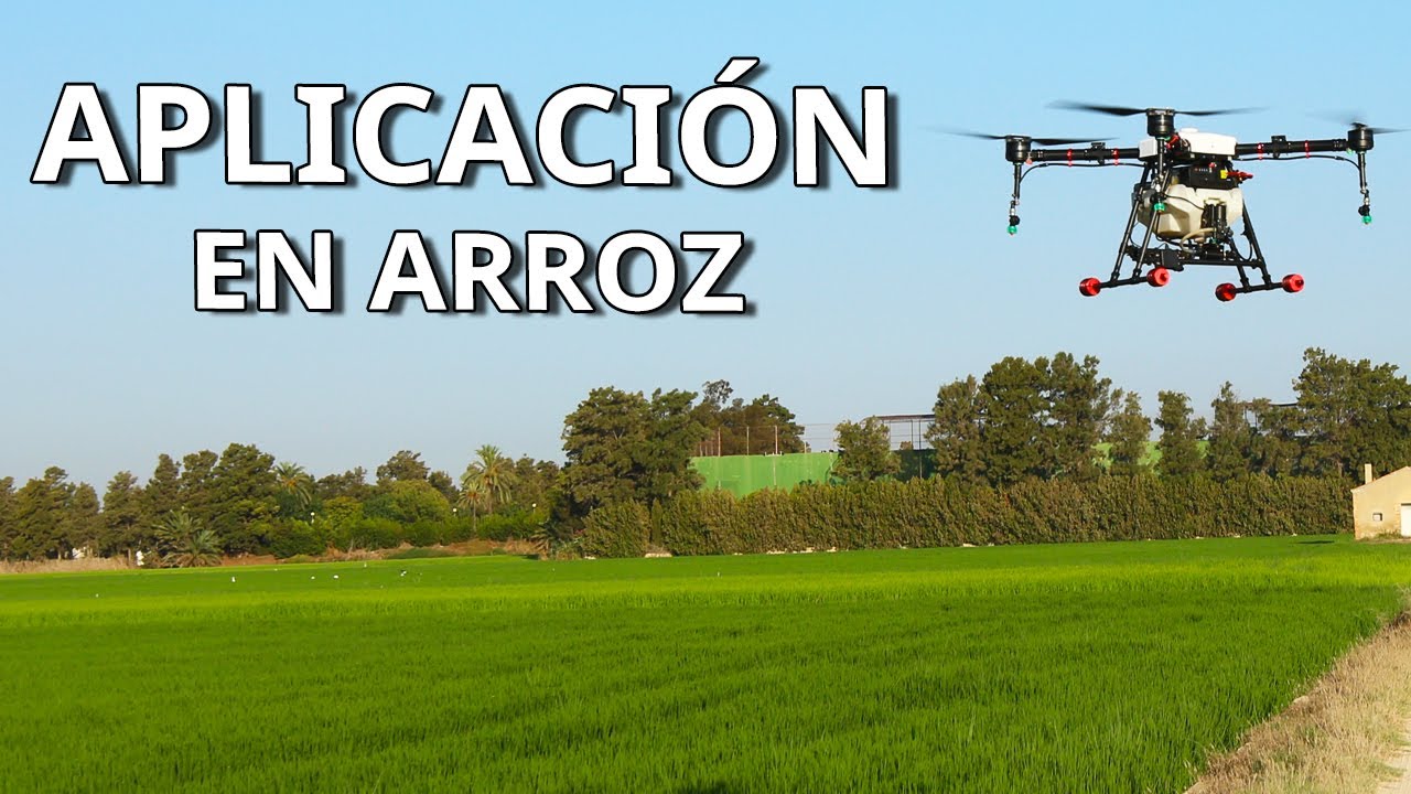 Aplicación con DRON de FORCE K UP en Arroz. AUMENTA el RENDIMIENTO de tus CULTIVOS