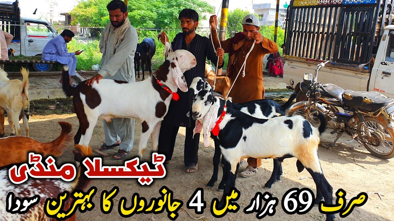 Friday Taxila Bakra Mandi Latest Update 6 September 2024 | Sasta Naseeb Ka Soda
