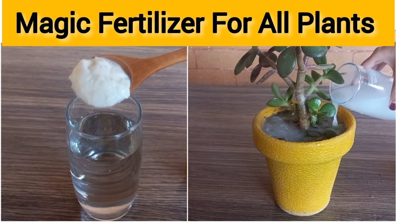 How To Use Sour Curd As Liquid Fertilizer | Best Homemade Natural Fertilizer For Any Plants