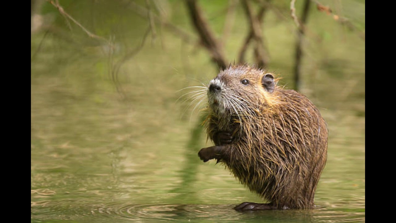 The World on the Turtle's back - Oral Story